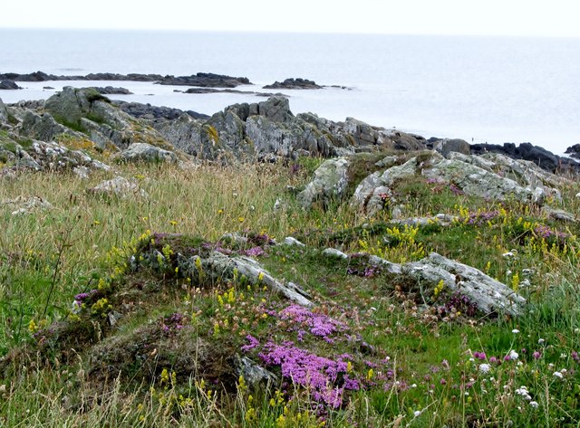 Wild flowers on the rocky coastline of... © Eric Jones :: Geograph Ireland