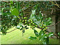 Holly berries, All Saints