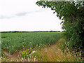 Crops off New Lane, near South Reston