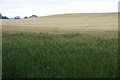 Field of barley near Braideston