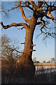 Oak Tree in winter