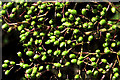 J2458 : Elderberries, Hillsborough by Albert Bridge