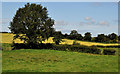 Fields and trees near Hillsborough