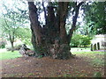 Ancient Yew at St Nicholas church Alfold