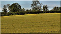 Barley field, Hillsborough (4)