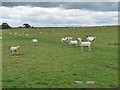 Field with sheep near East Forest Farm