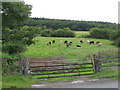 Cows near Whitecroft