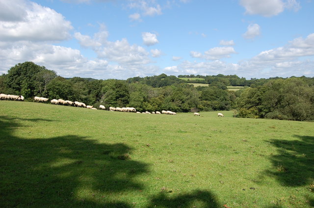 Sheep near Manor Farm