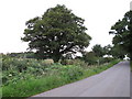 Oak near the path