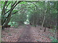 TM1035 : Path in Dodnash Wood by Roger Jones