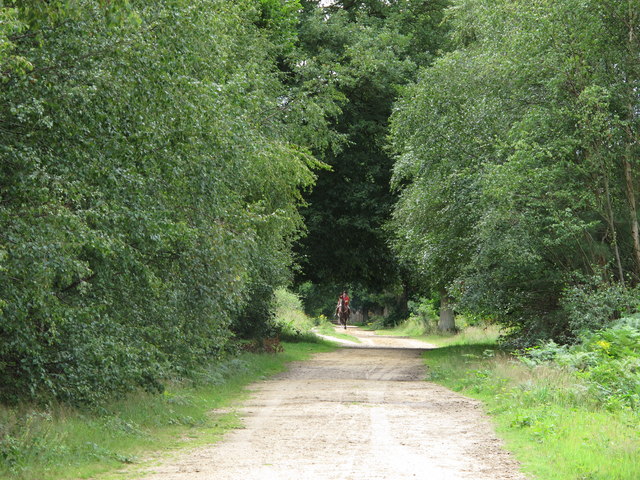 Bridleway in Holly Wood