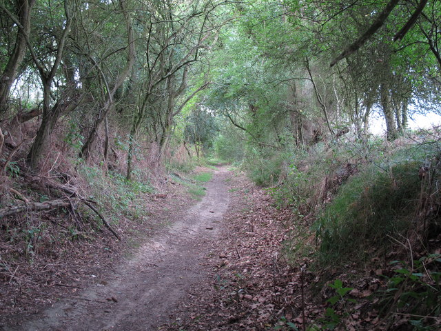 Path to Holly Wood