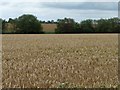 SP0435 : Wheatfield north of the lane by Christine Johnstone