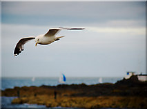 J5082 : Common Gull, Bangor by Rossographer