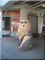 Owl in Willow Street