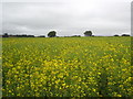 Oil seed rape at Menkee