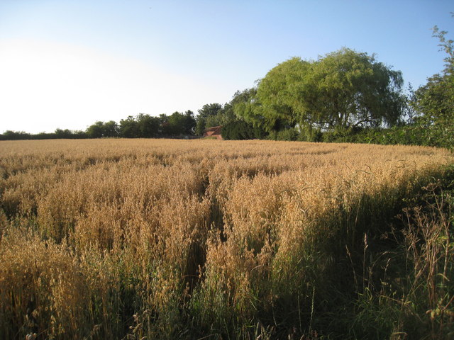 Oats nearly ready for harvest