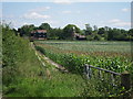 Corn field near Thurnham Farm