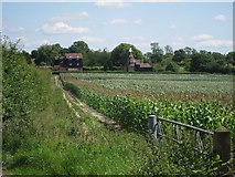 TQ8157 : Corn field near Thurnham Farm by Oast House Archive