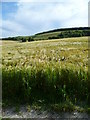 Ripening barley close to South Stoke Farm