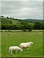 SN6159 : Grazing west of Llangeitho, Ceredigion by Roger  D Kidd