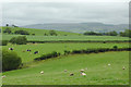 Pasture west of Tregaron, Ceredigion