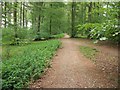 Chalk Track in Common Wood