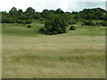 Conholt Hill from Conholt Bottom