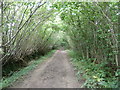 Sheltered bridleway through the middle of Hassocks Golf Course