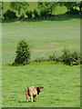 Grazing near Olmarch, Ceredigion