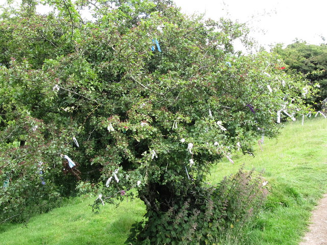 Wishing Tree on the path to Loughcrew
