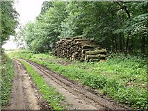 TF0765 : Log Pile and Track, Bottom Barff Wood by J.Hannan-Briggs