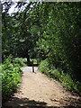 TQ4299 : Path in Epping Forest by Malc McDonald