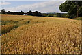 SO6433 : Wheatfield near Upper Wolton by Philip Halling
