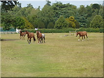 SK4032 : Ponies near Avenue Farm, Elvaston by Peter Barr