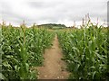 Footpath through sweetcorn crop