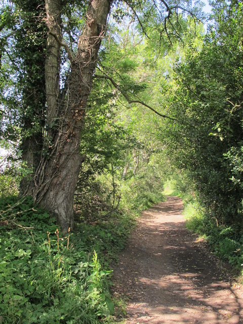 Track to Dipton Mill © Mike Quinn :: Geograph Britain and Ireland