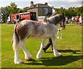 Clydesdales Competition