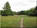 Bush Wood from the North West