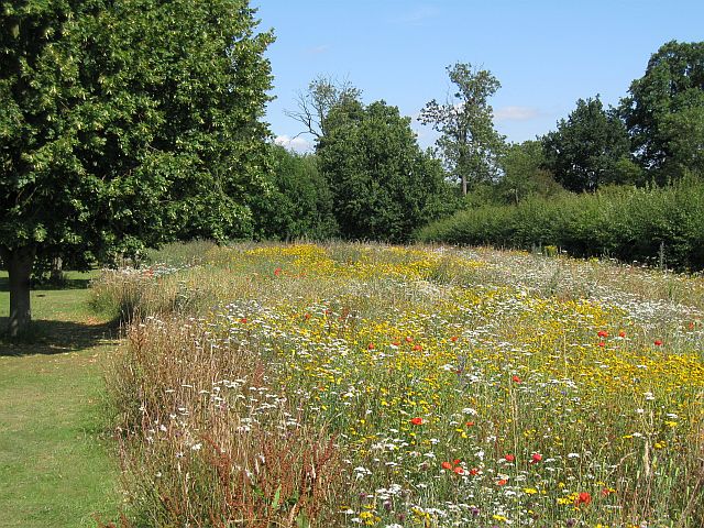 Wildflower meadow in Elvaston Castle... © Richard Green cc-by-sa/2.0 ...