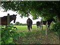 Horses grazing near the Post Office