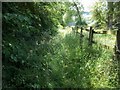 Overgrown bridleway [2]