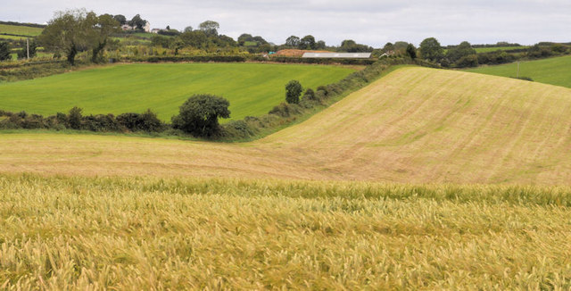 Drumlin and barley field near Dundonald