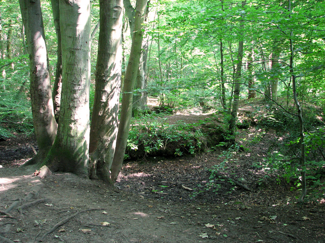 Dry pond in Belmore Plantation, Thorpe... © Evelyn Simak :: Geograph ...