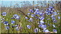SO0760 : Harebells on Little Hill by Andrew Hill