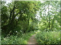 Cherry plum tree on the Jubilee Pathway