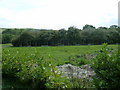 Glass houses at the former Ditchling nursery