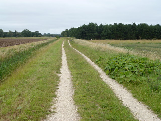 Shell covered track west of Dersingham