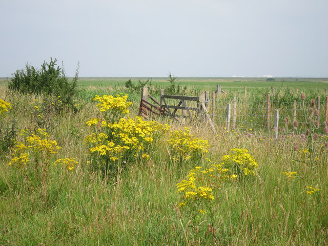 Wild flowers at St Mary's Marshes © Oast House Archive cc-by-sa/2.0 ...