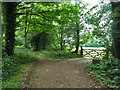 Footpath 60 follows the edge of  the wooded common